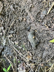 Limax maximus