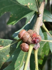 Andricus quercusstrobilanus