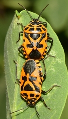 Eurydema ventralis