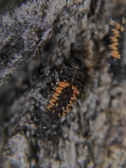Harmonia axyridis