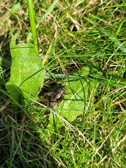 Allonemobius fasciatus