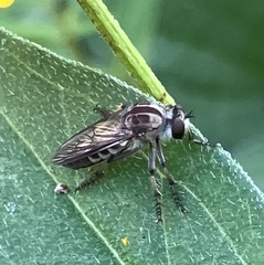 Heteropogon macerinus