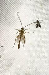 Enicospilus americanus-complex