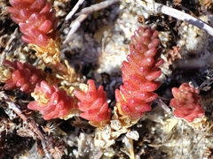 Sedum acre