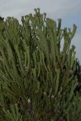 Leucadendron linifolium