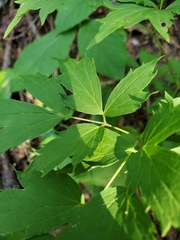 Actaea