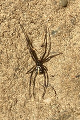 Latrodectus