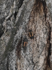 Harmonia axyridis