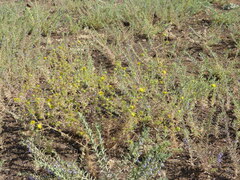 Centromadia fitchii