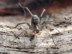 Eratigena atrica