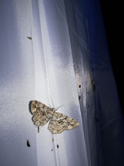 Peribatodes secundaria