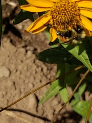 Bombus bifarius