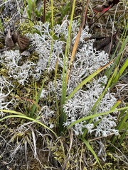 Cladonia rangiferina