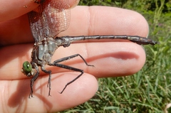 Dromogomphus spinosus