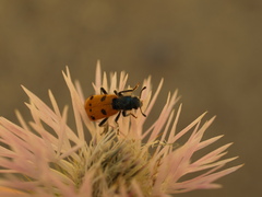 Trichodes octopunctatus