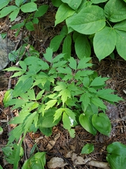 Actaea