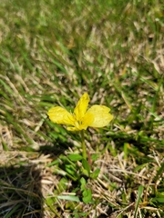 Oenothera stricta