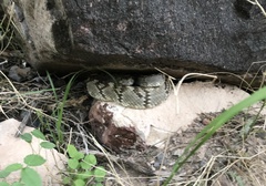Crotalus ornatus