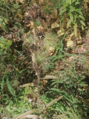 Campanula cervicaria