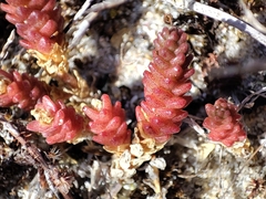 Sedum acre