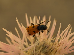 Trichodes octopunctatus