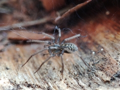 Eratigena atrica