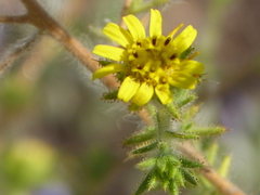 Centromadia fitchii