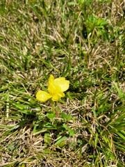 Oenothera stricta