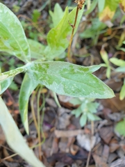Artemisia ludoviciana