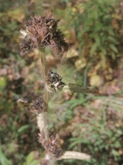 Campanula cervicaria