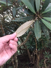 Rhododendron formosanum