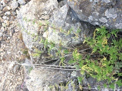 Urtica cannabina