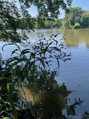 Vernonia noveboracensis