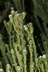 Leucadendron linifolium
