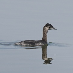 Podicipedidae