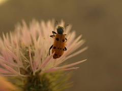 Trichodes octopunctatus