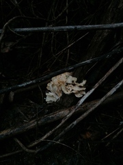 Favolus brasiliensis