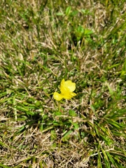 Oenothera stricta