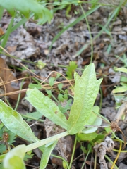 Artemisia ludoviciana