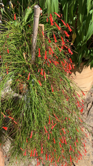 Russelia equisetiformis