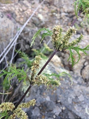 Urtica cannabina