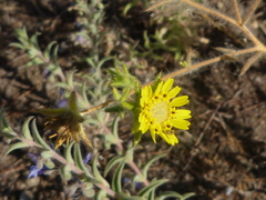 Centromadia fitchii