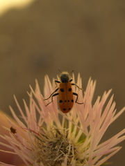 Trichodes octopunctatus