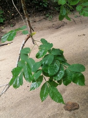 Bursera excelsa