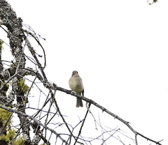 Empidonax difficilis