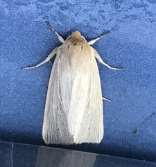 Mythimna oxygala
