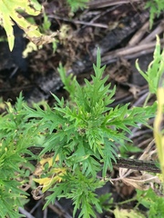 Urtica cannabina