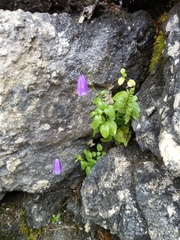 Campanula pulla