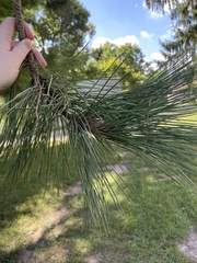Pinus resinosa