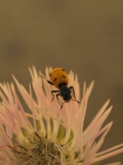 Trichodes octopunctatus